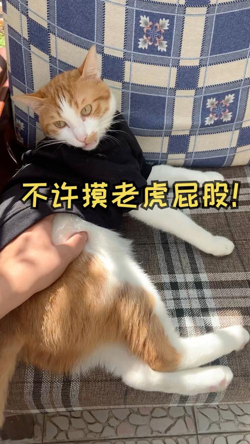 澳门开奖结果+开奖记录表013和摸老虎屁股遭扑咬与摸老虎屁股遭扑咬视频
