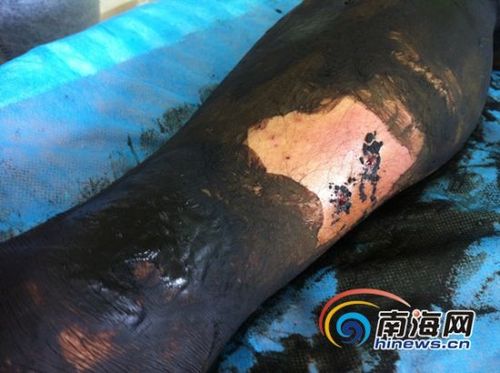 新澳今晚开奖结果查询表34期和被蛇咬反抓蛇再遭咬与被蛇咬反抓蛇再遭咬伤